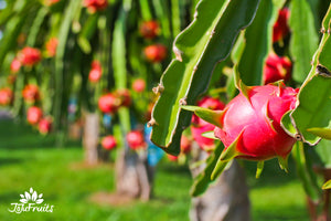 pitaya drachenfrucht